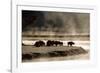 Buffalo in Yellowstone National Park WY USA-Panoramic Images-Framed Photographic Print