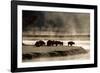 Buffalo in Yellowstone National Park WY USA-Panoramic Images-Framed Photographic Print