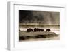 Buffalo in Yellowstone National Park WY USA-Panoramic Images-Framed Photographic Print