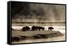 Buffalo in Yellowstone National Park WY USA-Panoramic Images-Framed Stretched Canvas