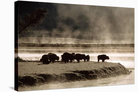 Buffalo in Yellowstone National Park WY USA-Panoramic Images-Stretched Canvas