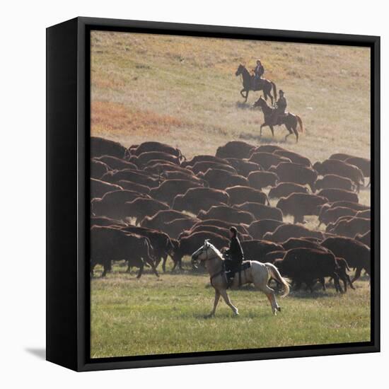 Buffalo Kick up Dust as Horseback Riders Keep Them Moving at the Custer State Park Buffalo Roundup-null-Framed Stretched Canvas