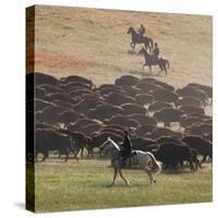 Buffalo Kick up Dust as Horseback Riders Keep Them Moving at the Custer State Park Buffalo Roundup-null-Stretched Canvas