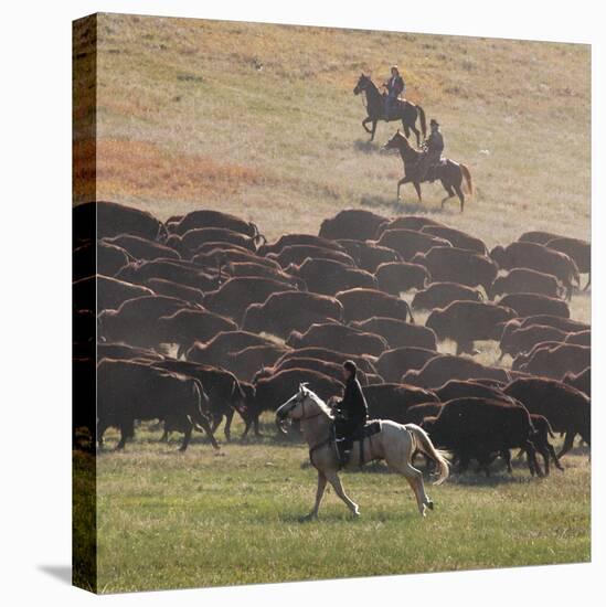 Buffalo Kick up Dust as Horseback Riders Keep Them Moving at the Custer State Park Buffalo Roundup-null-Stretched Canvas