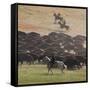 Buffalo Kick up Dust as Horseback Riders Keep Them Moving at the Custer State Park Buffalo Roundup-null-Framed Stretched Canvas