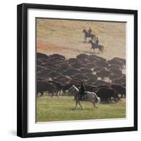 Buffalo Kick up Dust as Horseback Riders Keep Them Moving at the Custer State Park Buffalo Roundup-null-Framed Photographic Print