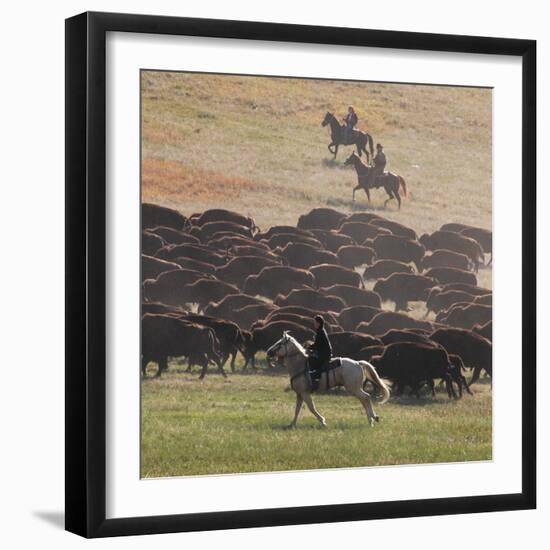 Buffalo Kick up Dust as Horseback Riders Keep Them Moving at the Custer State Park Buffalo Roundup-null-Framed Photographic Print