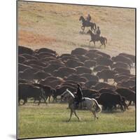 Buffalo Kick up Dust as Horseback Riders Keep Them Moving at the Custer State Park Buffalo Roundup-null-Mounted Photographic Print