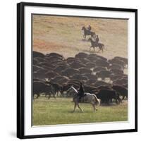 Buffalo Kick up Dust as Horseback Riders Keep Them Moving at the Custer State Park Buffalo Roundup-null-Framed Photographic Print