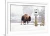 Buffalo looking for Direction. Yellowstone National Park. Wyoming.-Tom Norring-Framed Premium Photographic Print