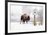 Buffalo looking for Direction. Yellowstone National Park. Wyoming.-Tom Norring-Framed Premium Photographic Print