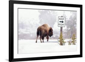 Buffalo looking for Direction. Yellowstone National Park. Wyoming.-Tom Norring-Framed Premium Photographic Print