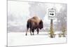 Buffalo looking for Direction. Yellowstone National Park. Wyoming.-Tom Norring-Mounted Premium Photographic Print