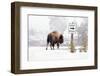 Buffalo looking for Direction. Yellowstone National Park. Wyoming.-Tom Norring-Framed Photographic Print