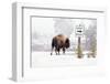 Buffalo looking for Direction. Yellowstone National Park. Wyoming.-Tom Norring-Framed Photographic Print