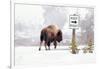 Buffalo looking for Direction. Yellowstone National Park. Wyoming.-Tom Norring-Framed Photographic Print