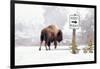 Buffalo looking for Direction. Yellowstone National Park. Wyoming.-Tom Norring-Framed Photographic Print