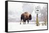 Buffalo looking for Direction. Yellowstone National Park. Wyoming.-Tom Norring-Framed Stretched Canvas