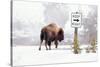 Buffalo looking for Direction. Yellowstone National Park. Wyoming.-Tom Norring-Stretched Canvas