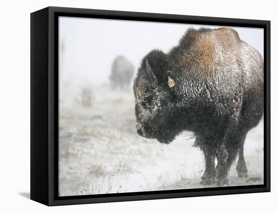 Buffalo Looks for Something to Eat in Blowing Snow at the Terry Bison Ranch, Wyoming-null-Framed Stretched Canvas