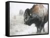 Buffalo Looks for Something to Eat in Blowing Snow at the Terry Bison Ranch, Wyoming-null-Framed Stretched Canvas