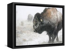 Buffalo Looks for Something to Eat in Blowing Snow at the Terry Bison Ranch, Wyoming-null-Framed Stretched Canvas