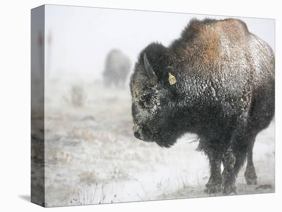 Buffalo Looks for Something to Eat in Blowing Snow at the Terry Bison Ranch, Wyoming-null-Stretched Canvas