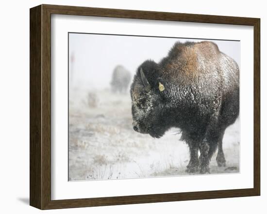 Buffalo Looks for Something to Eat in Blowing Snow at the Terry Bison Ranch, Wyoming-null-Framed Photographic Print