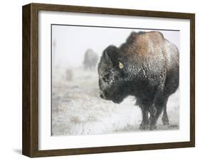 Buffalo Looks for Something to Eat in Blowing Snow at the Terry Bison Ranch, Wyoming-null-Framed Photographic Print