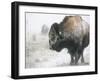 Buffalo Looks for Something to Eat in Blowing Snow at the Terry Bison Ranch, Wyoming-null-Framed Photographic Print