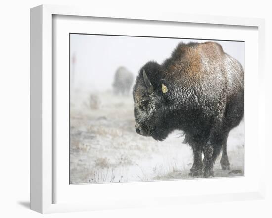 Buffalo Looks for Something to Eat in Blowing Snow at the Terry Bison Ranch, Wyoming-null-Framed Photographic Print