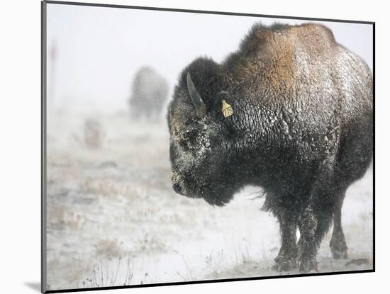 Buffalo Looks for Something to Eat in Blowing Snow at the Terry Bison Ranch, Wyoming-null-Mounted Photographic Print