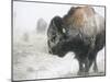 Buffalo Looks for Something to Eat in Blowing Snow at the Terry Bison Ranch, Wyoming-null-Mounted Photographic Print