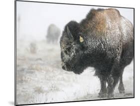 Buffalo Looks for Something to Eat in Blowing Snow at the Terry Bison Ranch, Wyoming-null-Mounted Photographic Print