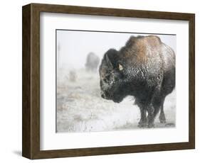 Buffalo Looks for Something to Eat in Blowing Snow at the Terry Bison Ranch, Wyoming-null-Framed Photographic Print