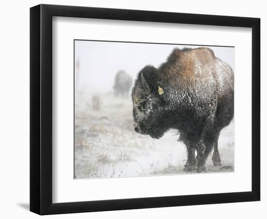 Buffalo Looks for Something to Eat in Blowing Snow at the Terry Bison Ranch, Wyoming-null-Framed Photographic Print