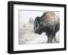 Buffalo Looks for Something to Eat in Blowing Snow at the Terry Bison Ranch, Wyoming-null-Framed Photographic Print