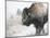 Buffalo Looks for Something to Eat in Blowing Snow at the Terry Bison Ranch, Wyoming-null-Mounted Photographic Print