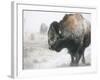 Buffalo Looks for Something to Eat in Blowing Snow at the Terry Bison Ranch, Wyoming-null-Framed Photographic Print