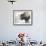 Buffalo Looks for Something to Eat in Blowing Snow at the Terry Bison Ranch, Wyoming-null-Framed Photographic Print displayed on a wall