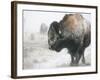 Buffalo Looks for Something to Eat in Blowing Snow at the Terry Bison Ranch, Wyoming-null-Framed Photographic Print