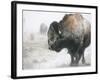 Buffalo Looks for Something to Eat in Blowing Snow at the Terry Bison Ranch, Wyoming-null-Framed Photographic Print