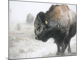 Buffalo Looks for Something to Eat in Blowing Snow at the Terry Bison Ranch, Wyoming-null-Mounted Photographic Print