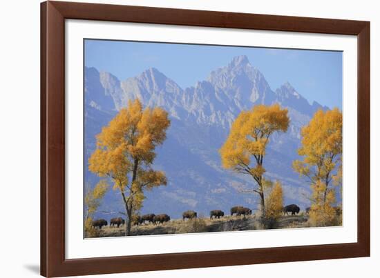 Buffalo March-Staffan Widstrand-Framed Giclee Print