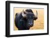 Buffalo, National Park of Ichkeul, Bizerte Province, Tunisia, North Africa-Nico Tondini-Framed Photographic Print