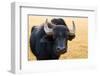 Buffalo, National Park of Ichkeul, Bizerte Province, Tunisia, North Africa-Nico Tondini-Framed Photographic Print