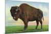 Buffalo, New York, Greetings From with a Buffalo-Lantern Press-Mounted Premium Giclee Print