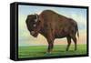 Buffalo, New York, Greetings From with a Buffalo-Lantern Press-Framed Stretched Canvas