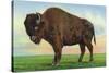 Buffalo, New York, Greetings From with a Buffalo-Lantern Press-Stretched Canvas