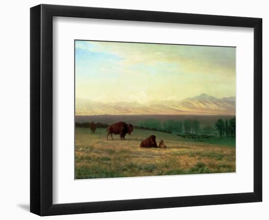 Buffalo on the Plains, C.1890-Albert Bierstadt-Framed Premium Giclee Print